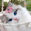 lovely_engineer1