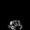 darkestrose7