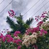 x_lux__xa