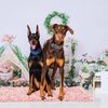 The Versatile Doberman