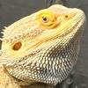 pogona.vitticeps