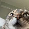 alinareyntjens4