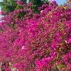 thuhien0516