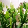 xuongrongcogai66