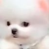 musicallykitty123