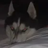 garlinndo