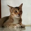 anggre55