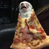 don.perrito