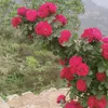 manojmandal9925