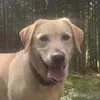 .labmaggie