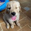 marleygoldenretriever20