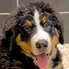 suntheberner
