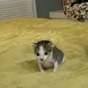 toilamotconmeone