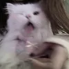 ꒰ঌ🤍໒꒱
