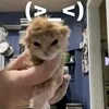 trycte_from_yansim