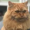shirothehandsomecat