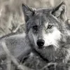 gaborwolf58
