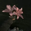 hi_wh_at