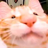 bels.png