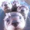 coolwater_otters