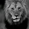rauf_ucar_61