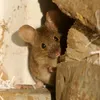 rats_and_mouses