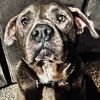 miles_rescue_dog