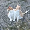 nils_fiskefotboll