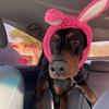 novathedoberman