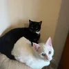 sammytt88