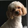 remymccann