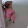 dazaiundercoverwifenocap