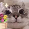 whois_rin3