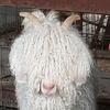 texasangora