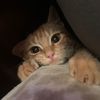 exspensive_crumb