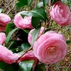 arlin56066