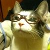 _maxwellcat_2