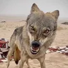 ذيب الذيابه
