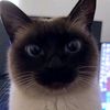 catik1236