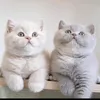 nhntran2