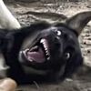 unknownspecies00
