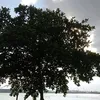 sjjask1