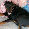 dogscatslov3