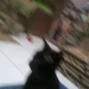 frska1111