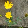 hoanghon_60