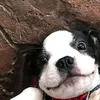 hattdog_101