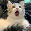 zlalalaaaaaa