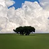 adeukv