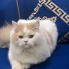 mdhchyqnxgk