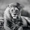 ahmed99_506